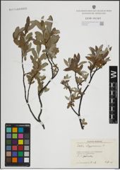 Foto von Salix lapponum L.
